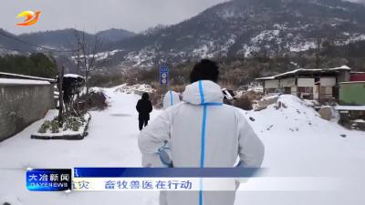 防冻抗灾  畜牧兽医在行动