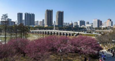 枝头春意闹 梅花次第开