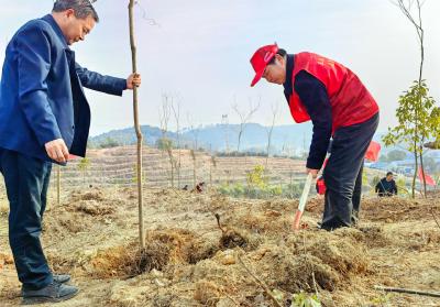 市“四大家”领导参加义务植树活动