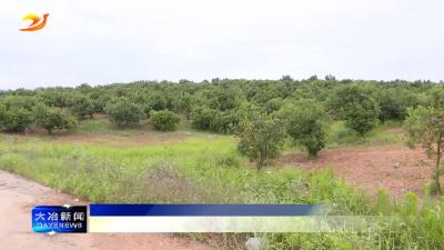 简讯：金牛镇杨梅挂果成熟