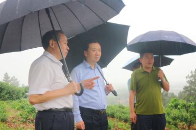 孙辄调研茶产业链建设工作