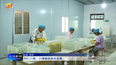 刘仁八镇：小辣椒迎来大发展