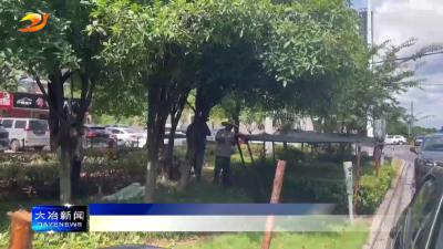 简讯：市园林绿化管理局为绿化苗木搭上“遮阳篷”