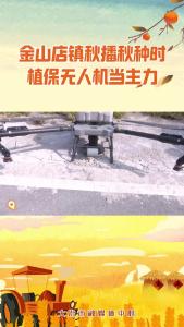 金山店镇秋播秋种时，植保无人机当主力。