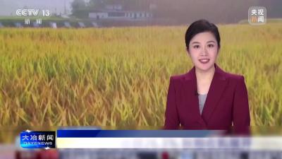 央视聚焦我市秋粮收获、收购工作