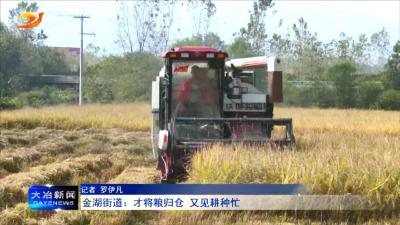 金湖街道：才将粮归仓 又见耕种忙
