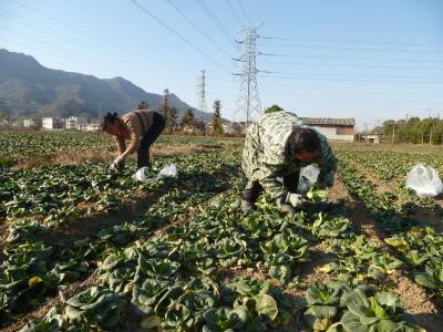 湖北大冶：蔬菜基地采收忙 春节供应不断档