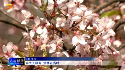 春光无限好 赏樱正当时
