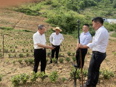 市政协调研殷祖镇相关工作