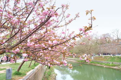 湖北荆州：以“花”为媒激发文旅消费动能