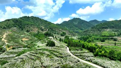 【图片新闻】栀子花开醉游人