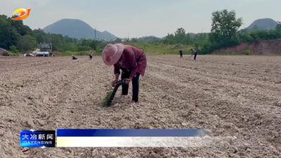 简讯：灵乡镇大畈村20亩黄蜀葵移栽忙