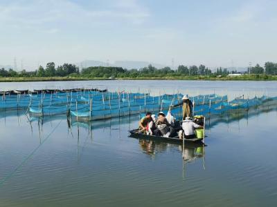 【丰收进行时】小龙虾大“钱”景