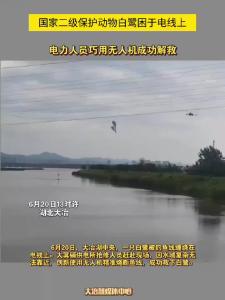 6月20日13时许，国家二级保护动物白鹭困于电线上，电力人员巧用无人机成功解救