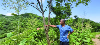 荒山逐绿梦——记中南地区最大的黄柏种植基地