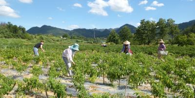 【丰收进行时】“椒”香漫野