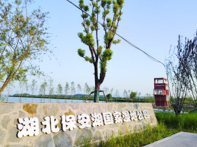让湿地活起来 让鸟儿留下来 保安湖湿地保护与修复工程预计本月底完工