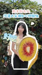 周末好去处~~沉浸式采摘红心猕猴桃