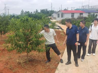 【新闻热线】专家助农