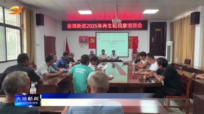 简讯：金湖街道举行再生稻观摩培训会