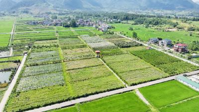 【丰收进行时】金湖街道：一洲果园喜获丰收