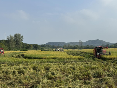 【丰收进行时】万亩稻田翻金浪 “订单农业”稳农心