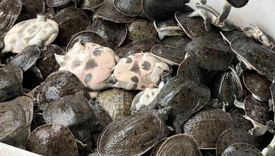 【聚焦支点建设·聚力五大攻坚 城乡融合】好水好鱼 百年贡品的当代重生 探寻黄金湖甲鱼的成长密码（一）