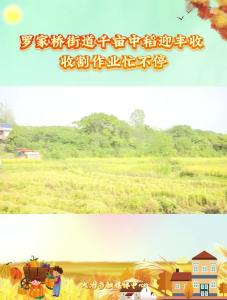 罗家桥街道千亩中稻迎丰收 
收割作业忙不停