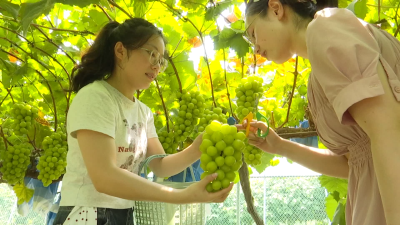 【丰收进行时】金牛镇：“甜蜜”事业比蜜甜