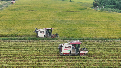 【丰收进行时】全程机械化+智能烘干 我市36.61万亩中稻抢收保丰收
