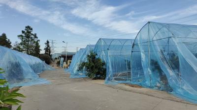 陈贵镇：柑橘穿上防寒“薄膜棉袄”