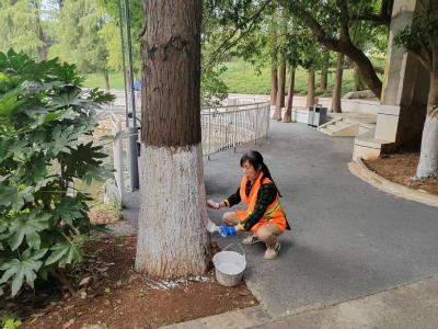 公园乔木穿上“防护衣”