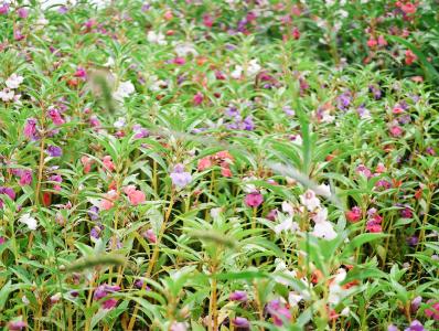 上罗村：特色产业“多点开花”