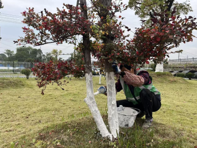 高新区：绿化苗木“换冬装”