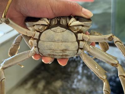 鲜活“蟹”逅千里外 大冶特产“飞”出圈