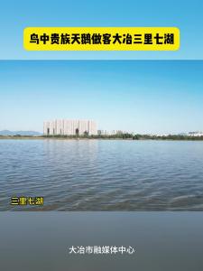 鸟中贵族天鹅做客大冶三里七湖 为大冶美好环境点赞