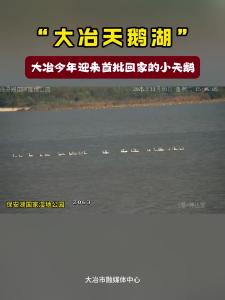 “大冶天鹅湖”——今年迎来首批回家的小天鹅