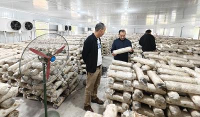 【聚焦支点建设·聚力五大攻坚 城乡融合】茗山乡15万棒菌包“闭关养身”