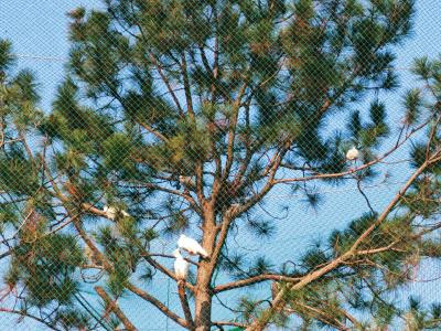 湖北（大冶）朱鹮野化放归基地成功实施科学放飞
