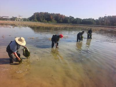 抢栽“生态卫士”伊乐藻 陈贵千亩稻虾基地备丰年
