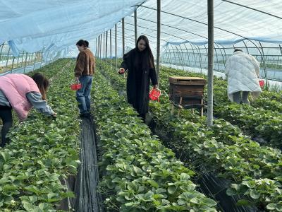 盘活荒地建起草莓大棚