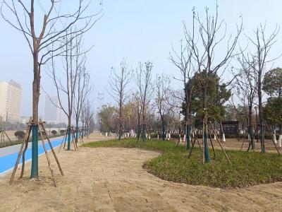 专项绿化改造扮靓企业周边环境