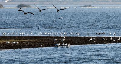 【图片新闻】候鸟舞翩跹