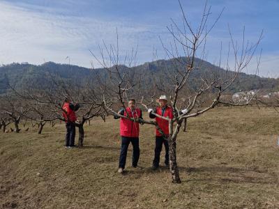 保安镇：构筑以桃为媒文明实践带