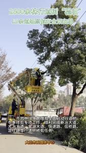 2600余株行道树“梳妆” 13条道路颜值安全双在线（记者 刘娟）