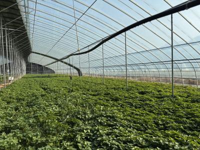 灵乡镇张河村：小小苕尖助力“家门口”增收