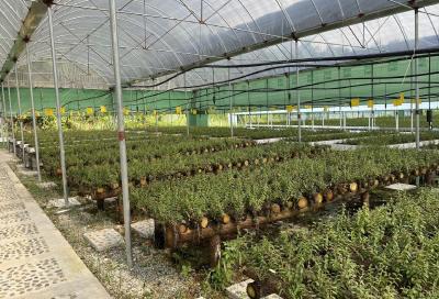 石斛“酿”出新产业 大冶康之堂精深加工生产线投入使用