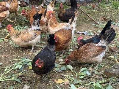 百只土鸡待销 养殖户盼您援手