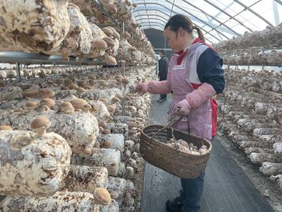 【丰收进行时】南山村：小香菇撑起“致富伞”