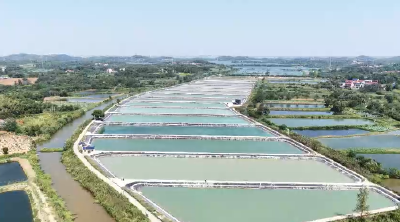 【新春走基层·回答“三农九问”】一只甲鱼“拱”开塘桥振兴门